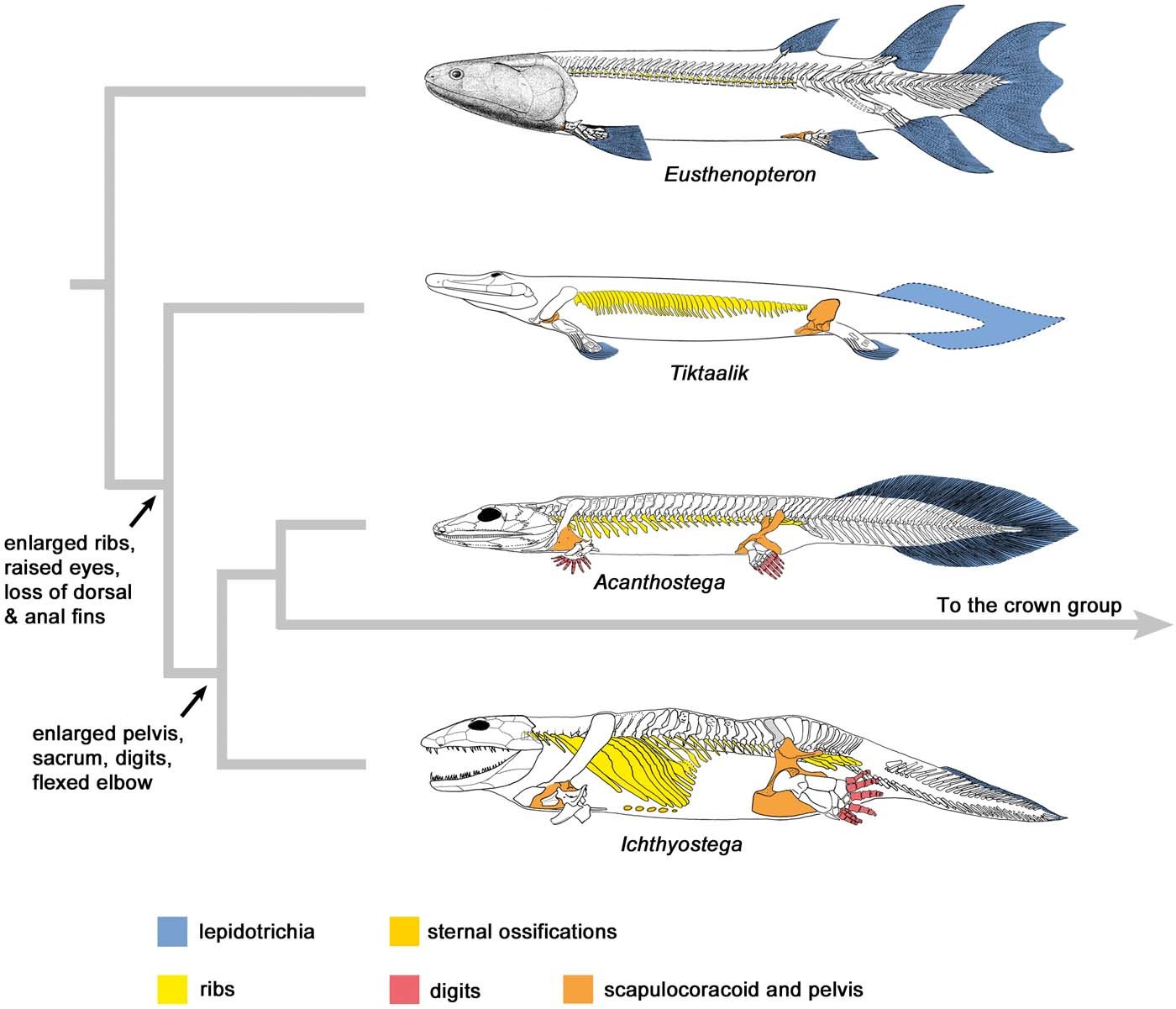 The Tetrapod Connection: Our Fishy Ancestry (image credits: wikimedia)