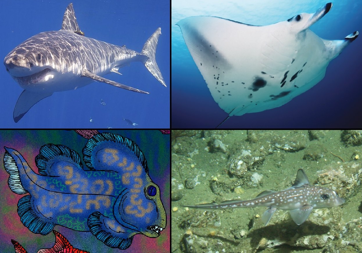 Cartilaginous Fish: A Separate Evolutionary Path (image credits: wikimedia)