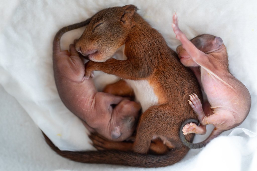 The Unexpected Arrival: How Orphaned Wildlife Finds the Centre (image credits: flickr)