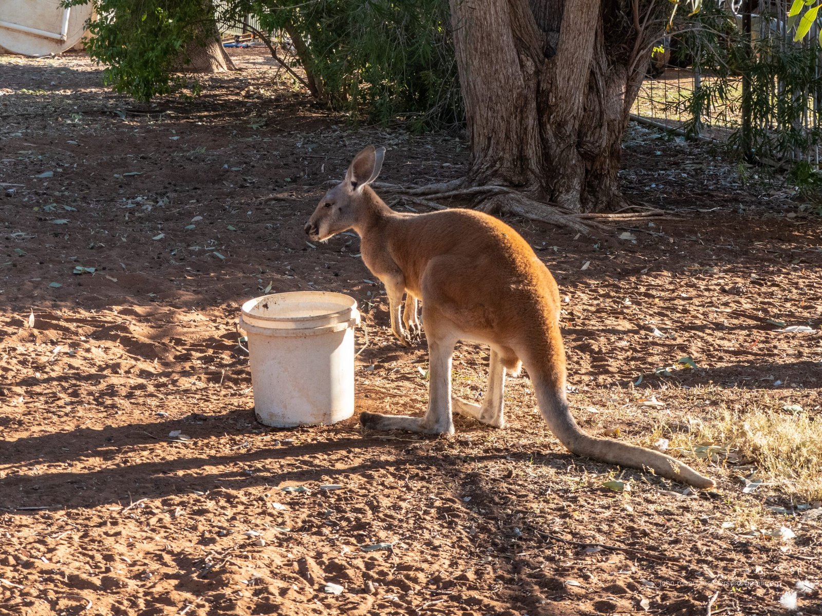 The Human Impact: How Wildlife Orphans Change Us (image credits: wikimedia)
