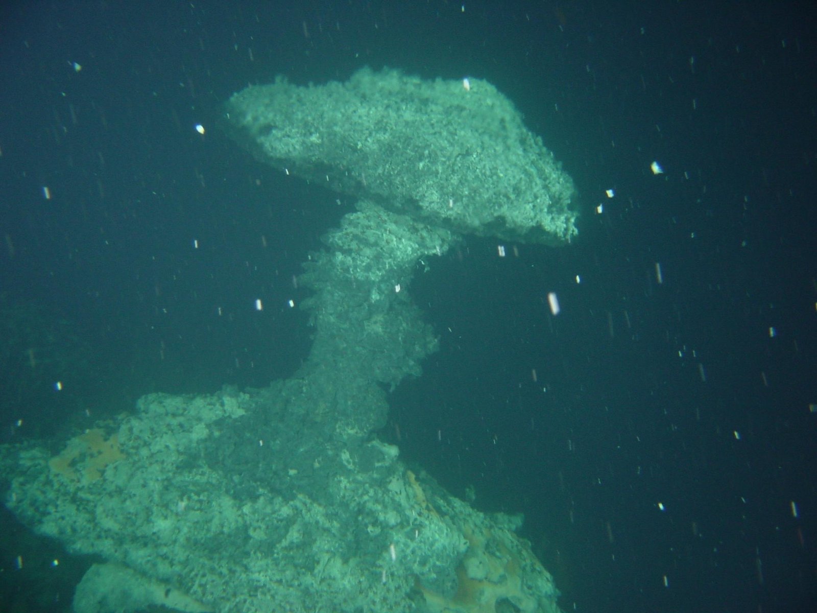 Feeding in the Dark: The Role of Marine Snow (image credits: wikimedia)