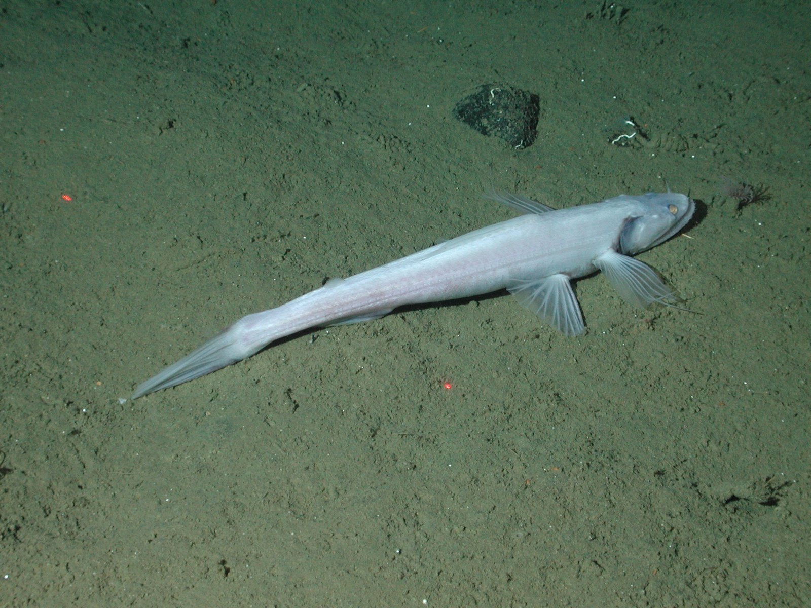 Predators and Prey: The Eternal Hunt (image credits: wikimedia)