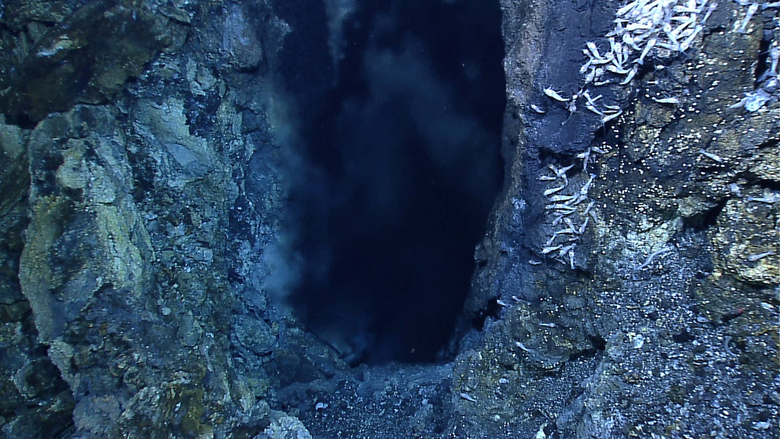 Unique Ecosystems: Hydrothermal Vents and Cold Seeps (image credits: wikimedia)