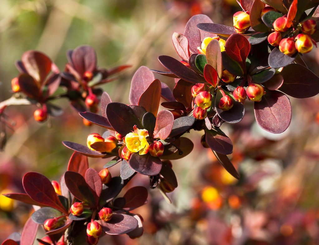 The Trouble with Japanese Barberry (image credits: flickr)