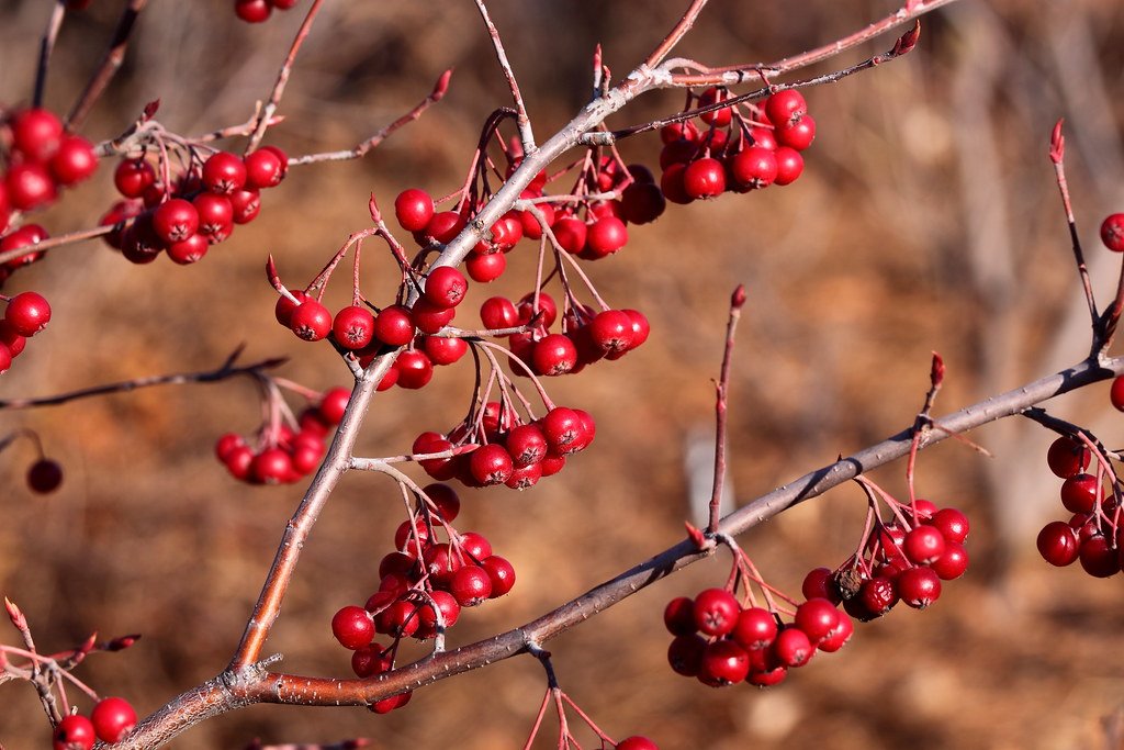 Red Chokeberry: Breathtaking Color, All Year Long (image credits: flickr)