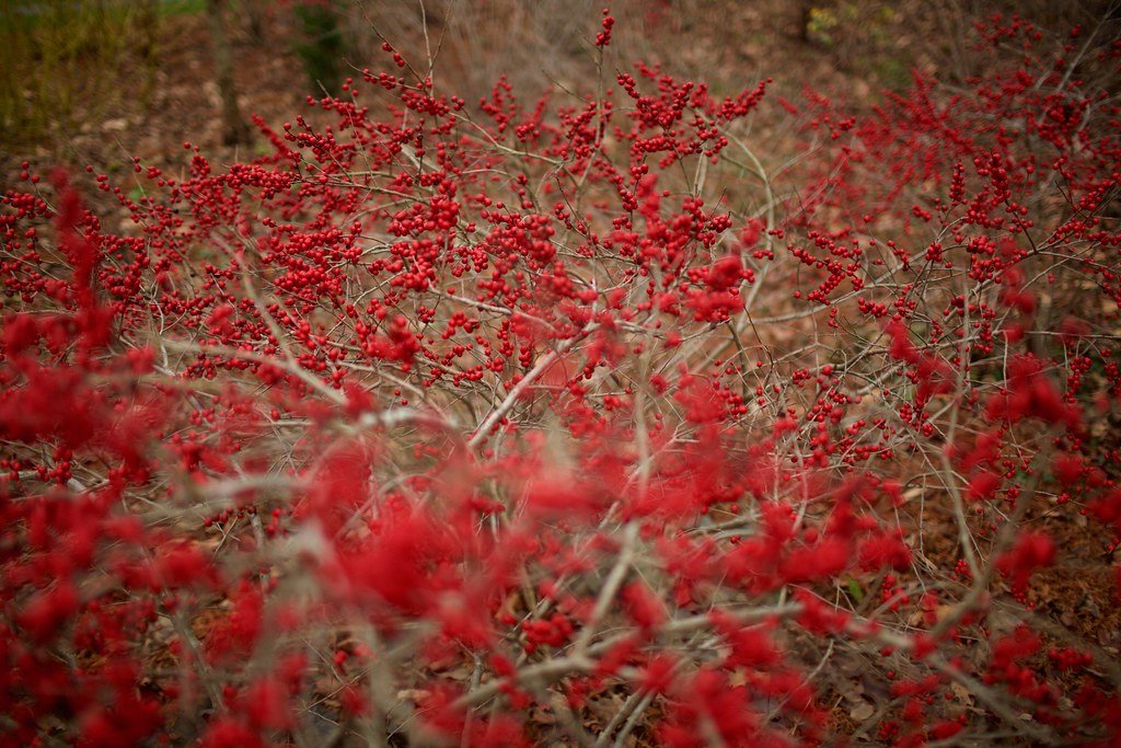 Winterberry Holly: A Festive Native Alternative (image credits: flickr)