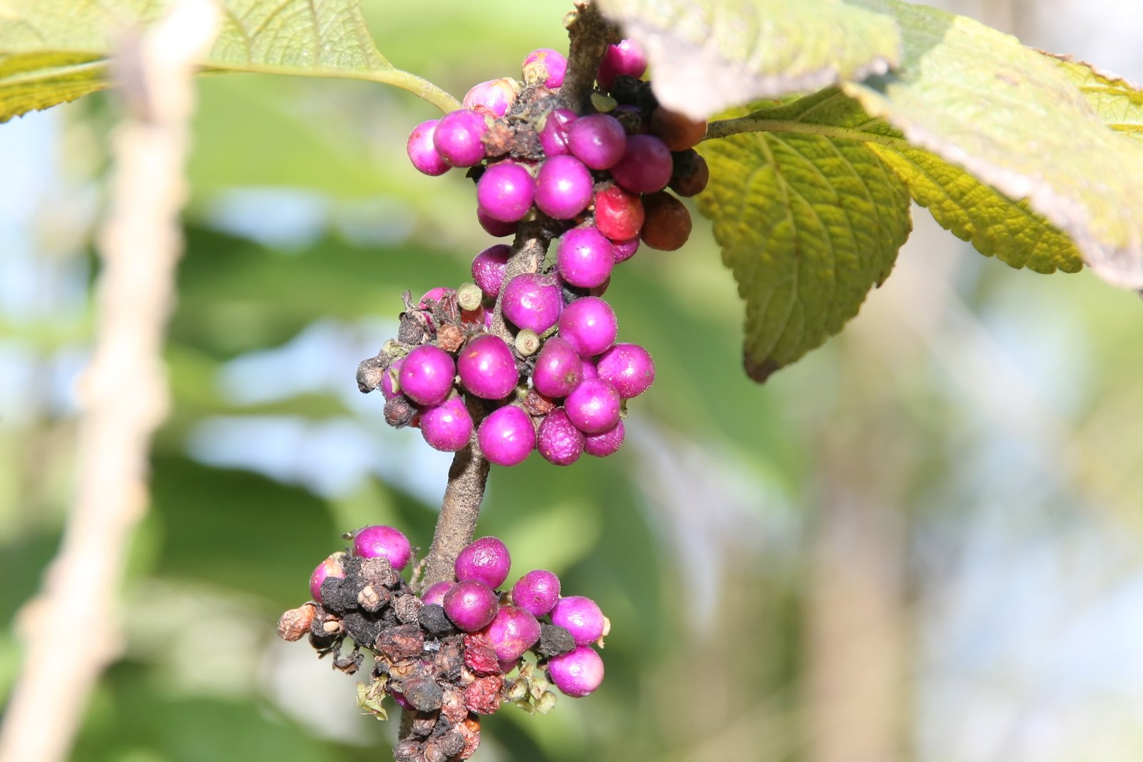 American Beautyberry: A Purple Powerhouse (image credits: wikimedia)