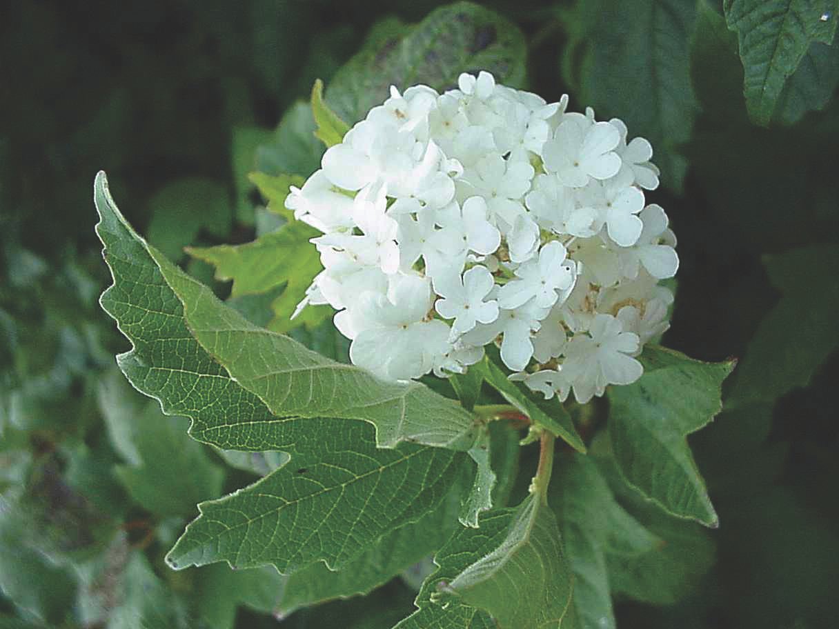 Wild Hydrangea: Native Elegance (image credits: wikimedia)