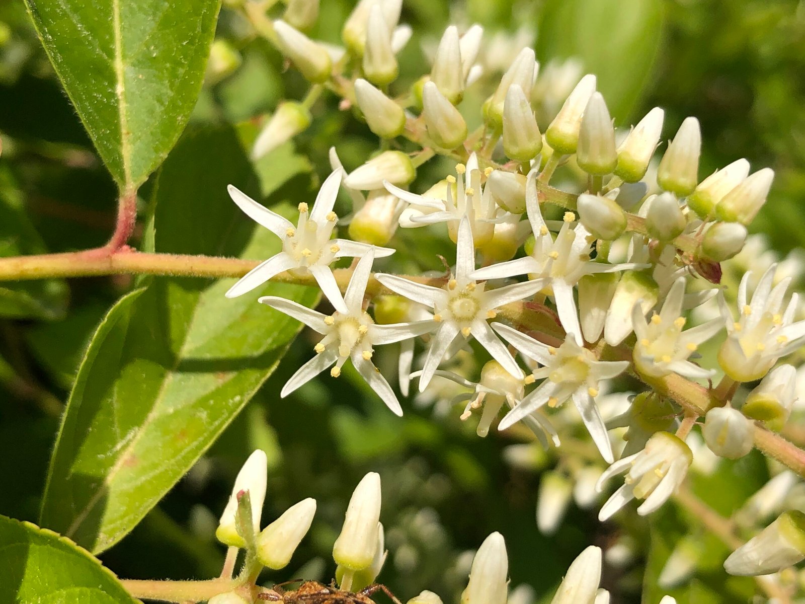 Sweetspire: A Cascade of Scented Blooms (image credits: wikimedia)