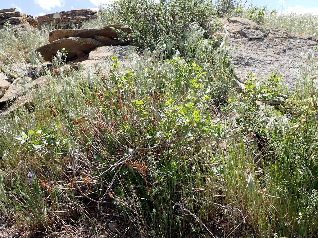 Fragrant Sumac: All-Season Appeal (image credits: flickr)