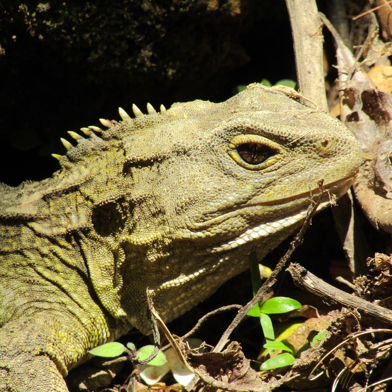 The Tuatara’s Ancient Anatomy (image credits: wikimedia)