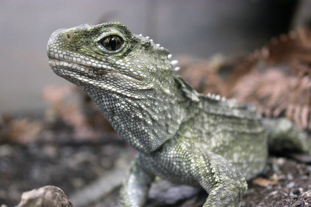 Cold-Blooded, But Not Like the Rest (image credits: flickr)