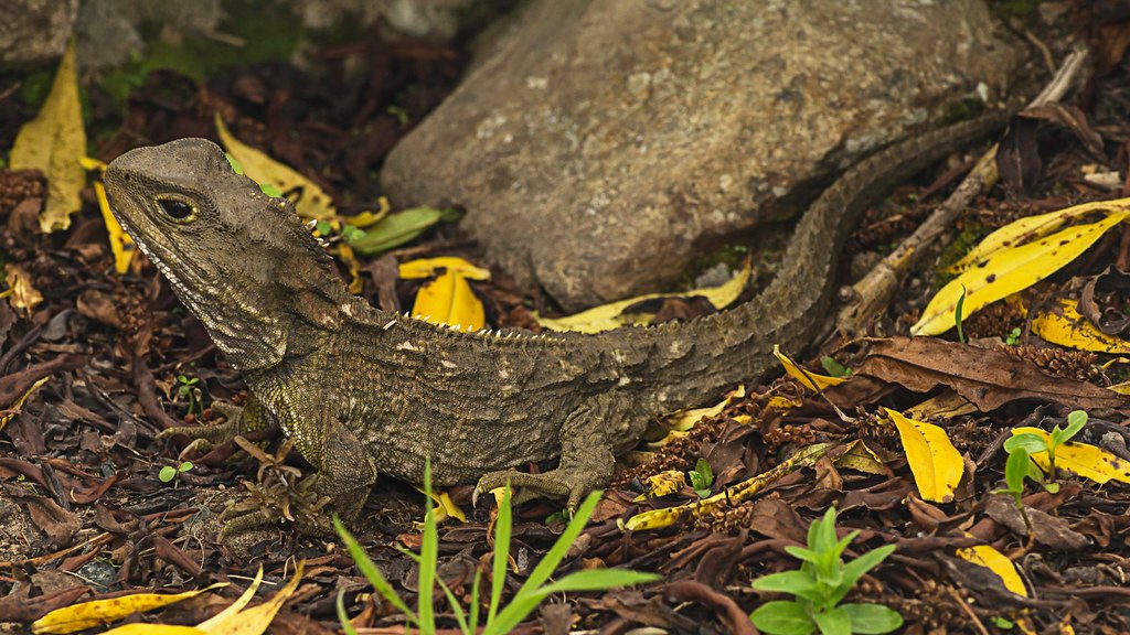 Conservation Efforts and Hope for the Future (image credits: flickr)