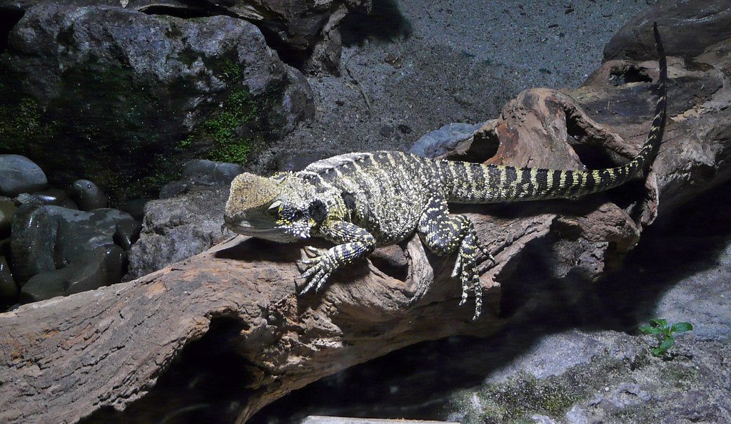 Scientific Curiosity: Why Study Tuatara? (image credits: flickr)