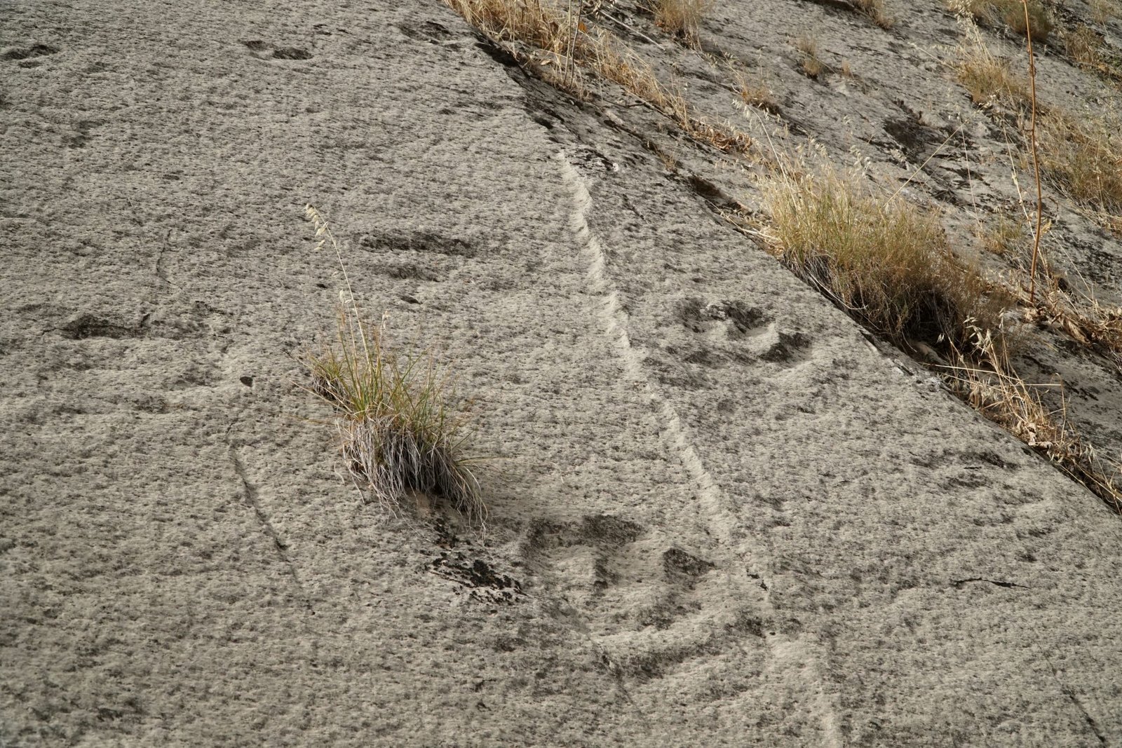 Massachusetts's Thunderous Trackway Mystery (image credits: wikimedia)