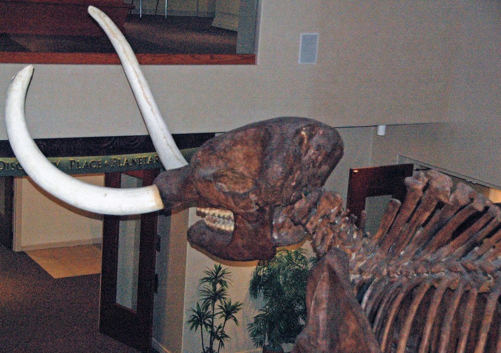 Virginia's Presidential Fossil Hunt (image credits: flickr)