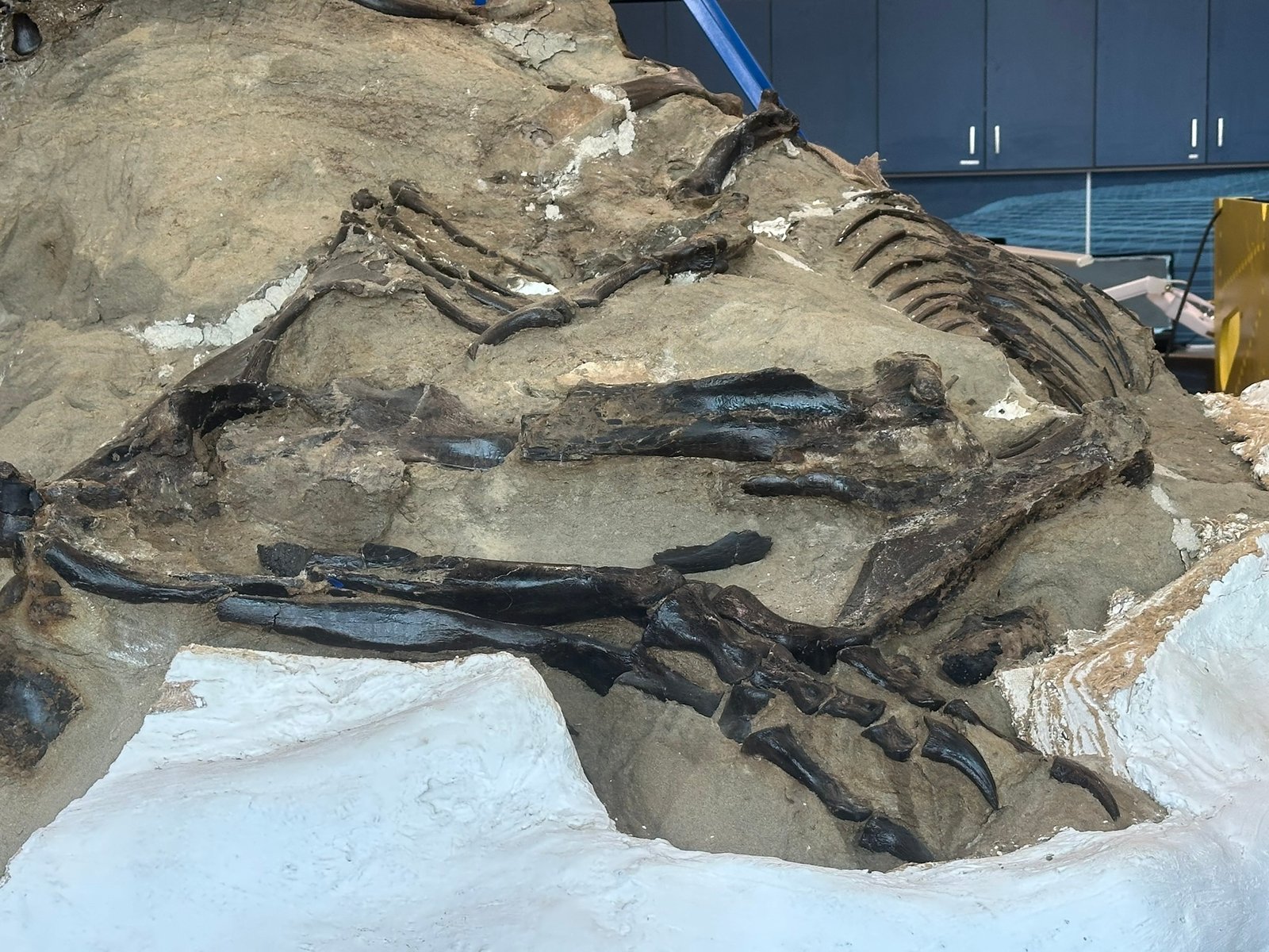 North Carolina's Tiny Titan (image credits: wikimedia)