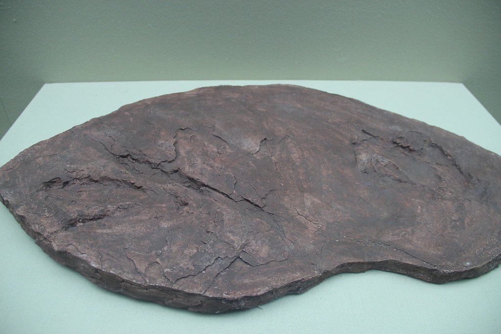 Connecticut's State Fossil Fame (image credits: flickr)