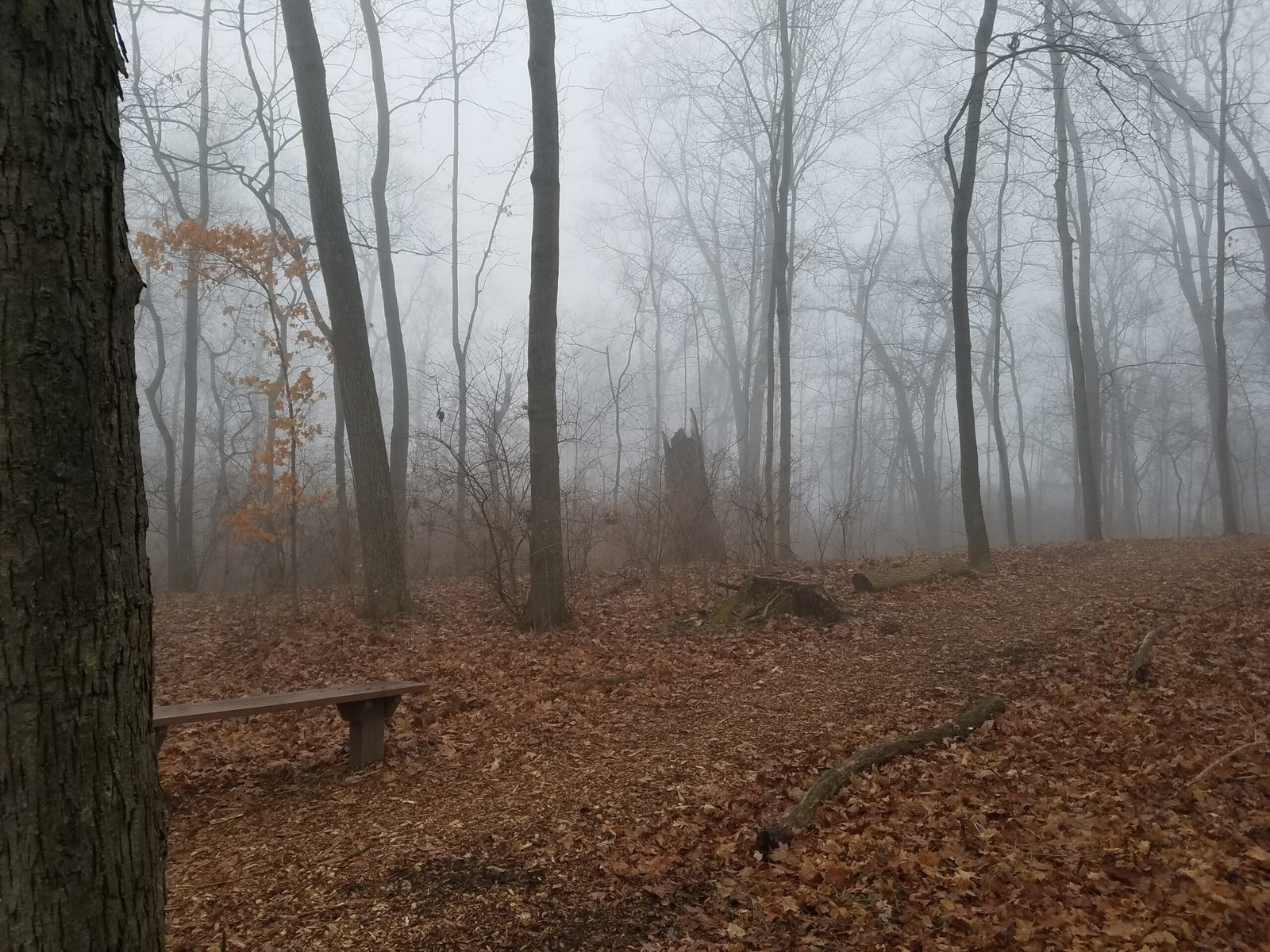 How Trees Actually Drink from Fog (image credits: wikimedia)