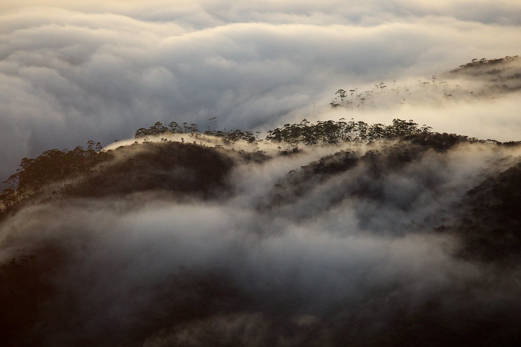 Cloud Forests: Where Fog Reigns Supreme (image credits: flickr)