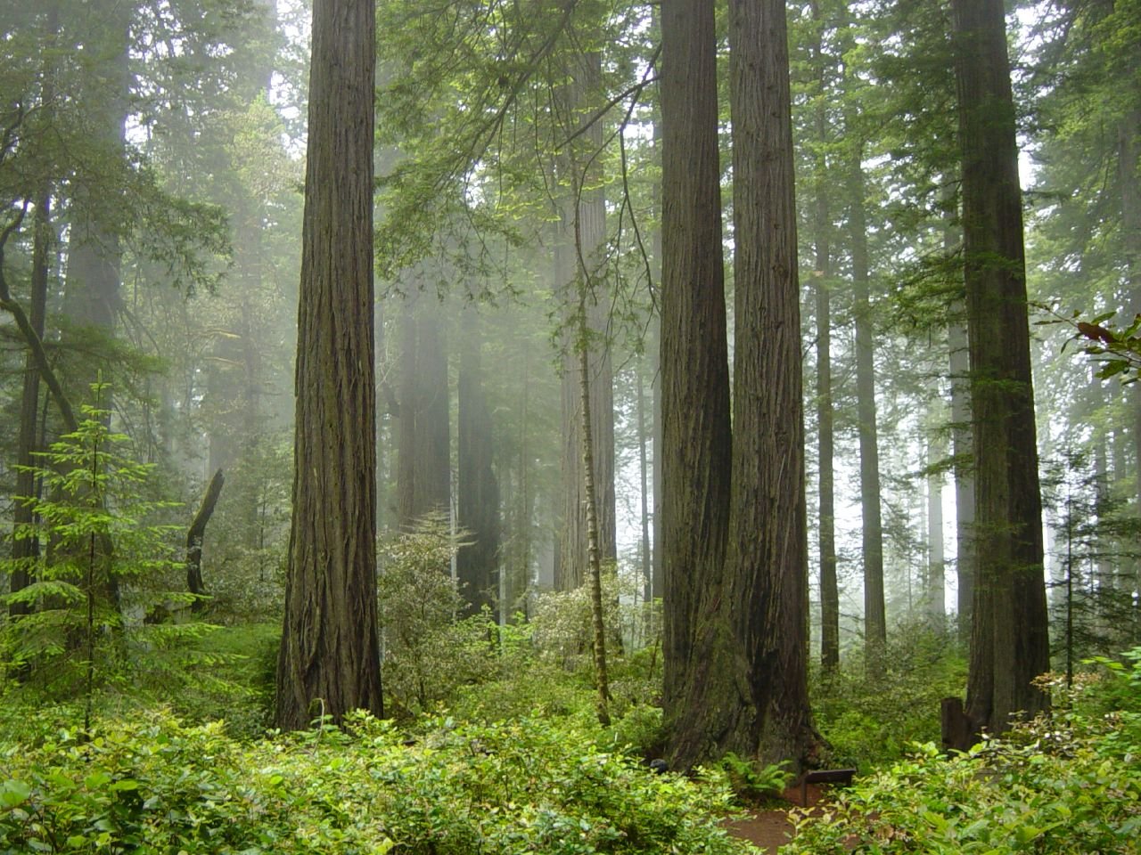 Coastal Redwoods: Giants Fueled by Mist (image credits: wikimedia)