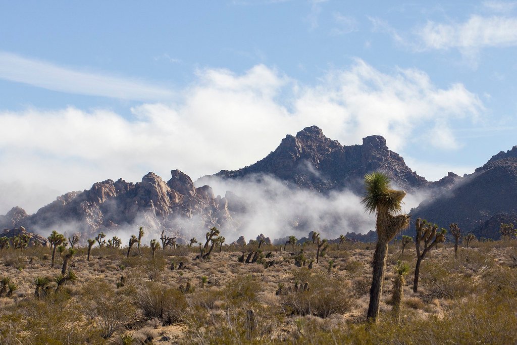 Desert Edges: Fog as a Lifeline (image credits: flickr)