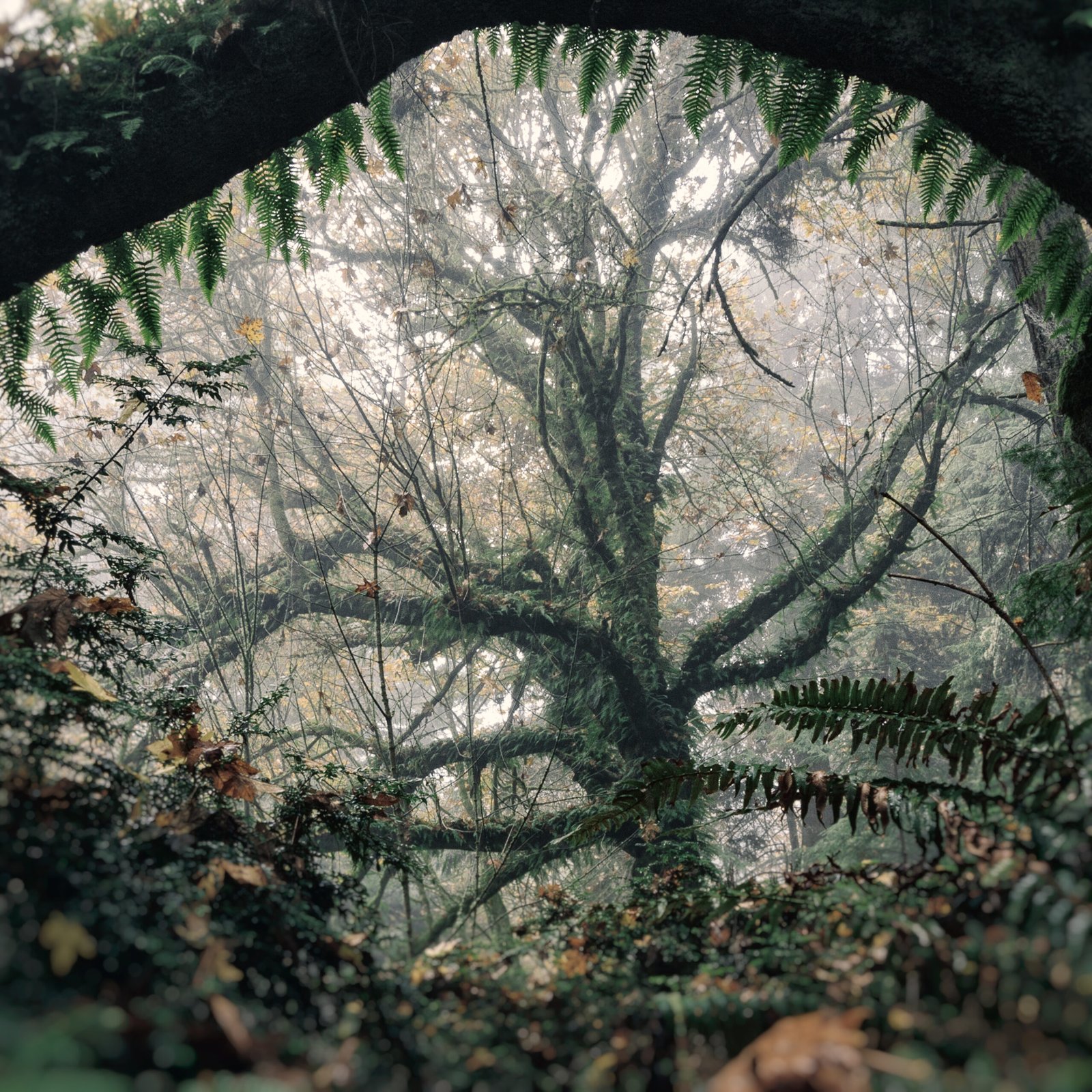 Leaf Adaptations for Fog Collection (image credits: wikimedia)