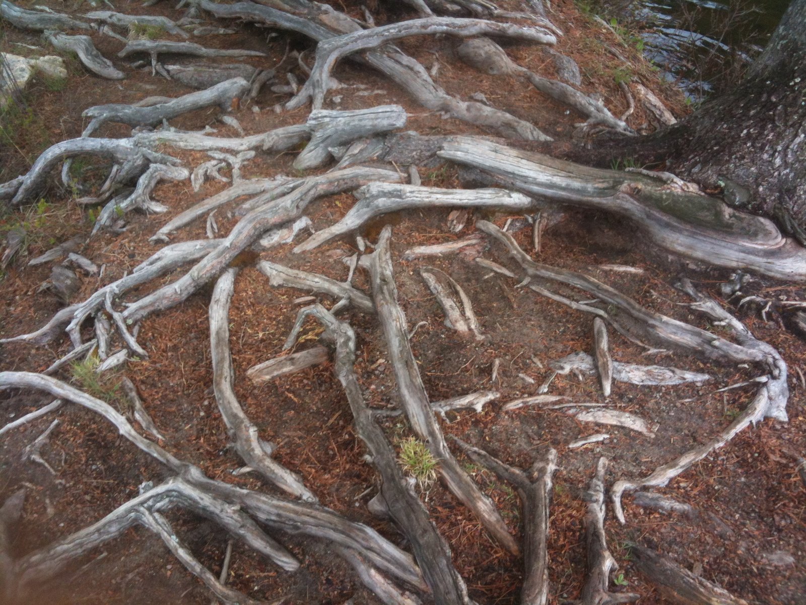 Roots and the Underground Connection (image credits: wikimedia)