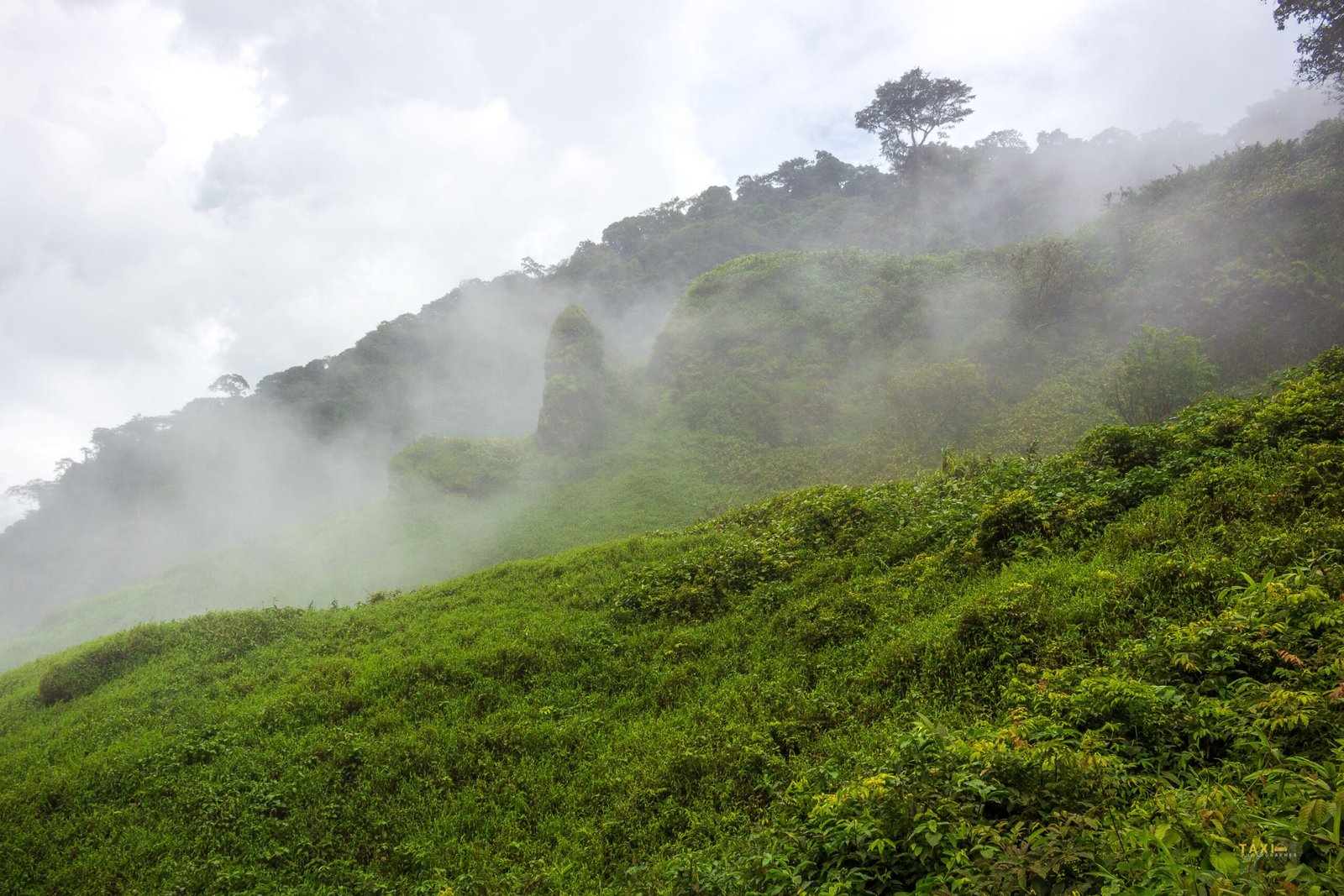 Climate Change and Shifting Fog Patterns (image credits: wikimedia)