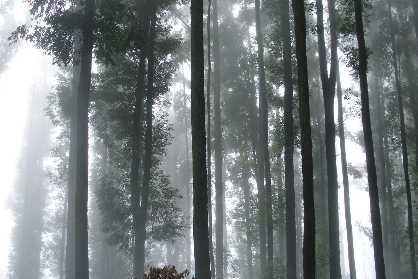 Innovative Research: Tracking Fog’s Journey (image credits: wikimedia)
