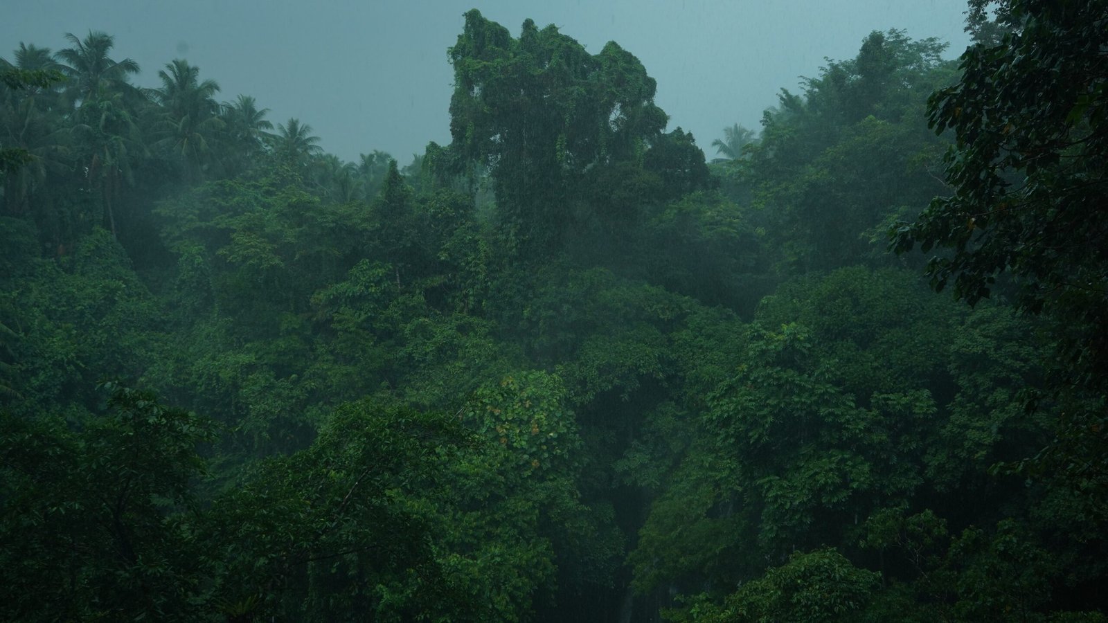 Personal Connection: Experiencing Fog in the Forest (image credits: wikimedia)