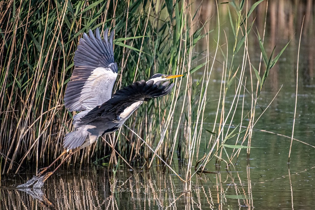 Queerness in Nature: Lessons from the Wild (image credits: flickr)