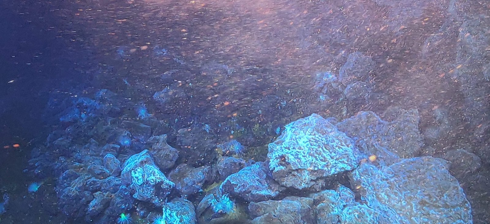 Biodiversity in a Teaspoon (image credits: wikimedia)