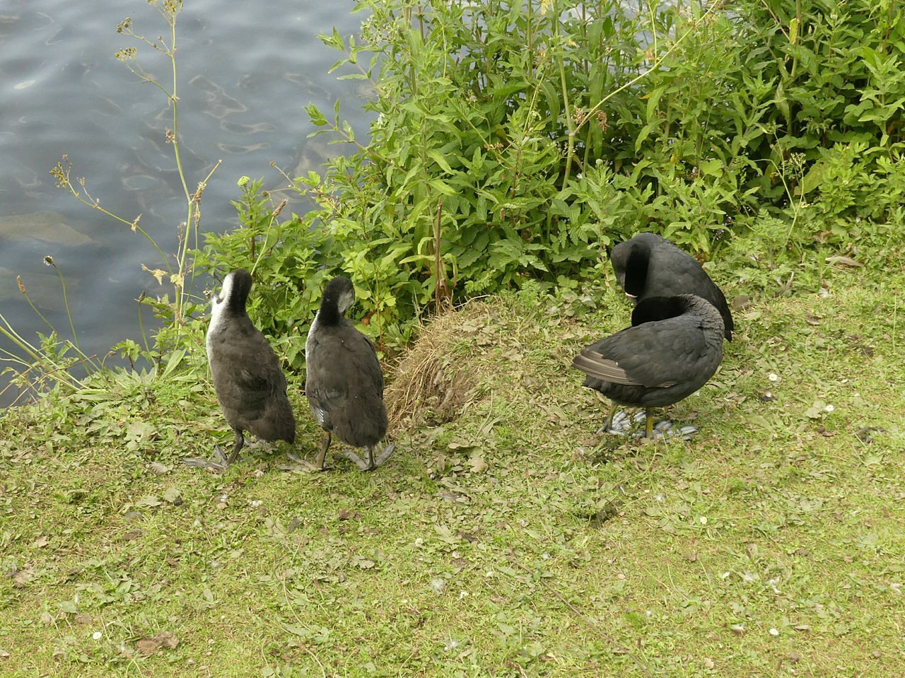 Microbes and Urban Wildlife (image credits: wikimedia)