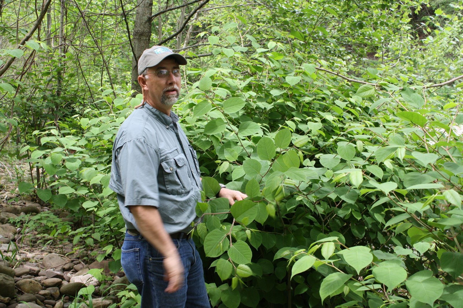 The Northeast: A Perfect Playground for Knotweed (image credits: wikimedia)