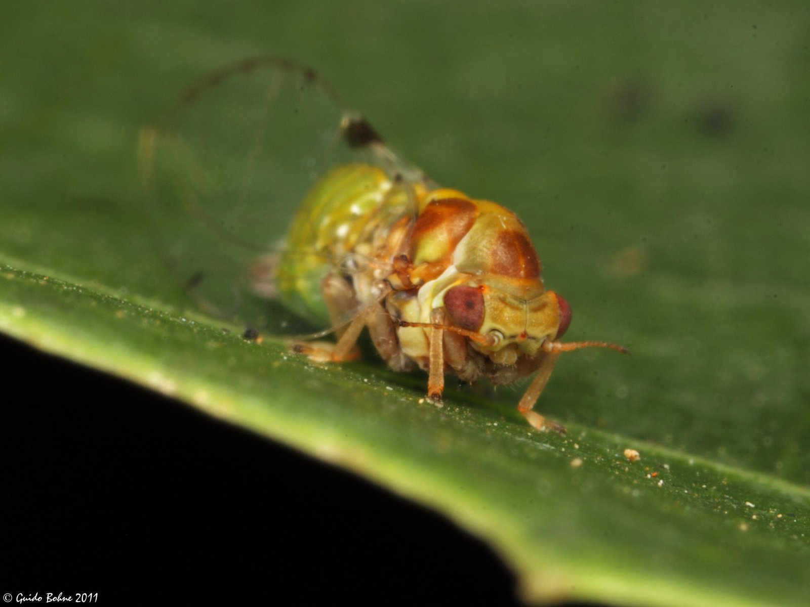 Biological Control: Nature’s (Slow) Solution (image credits: wikimedia)
