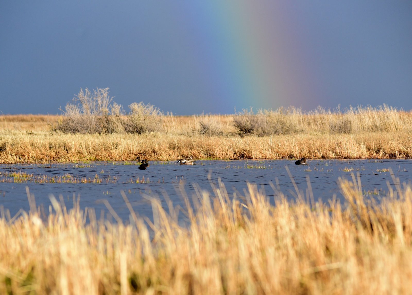 The Ripple Effect on Wildlife (image credits: wikimedia)