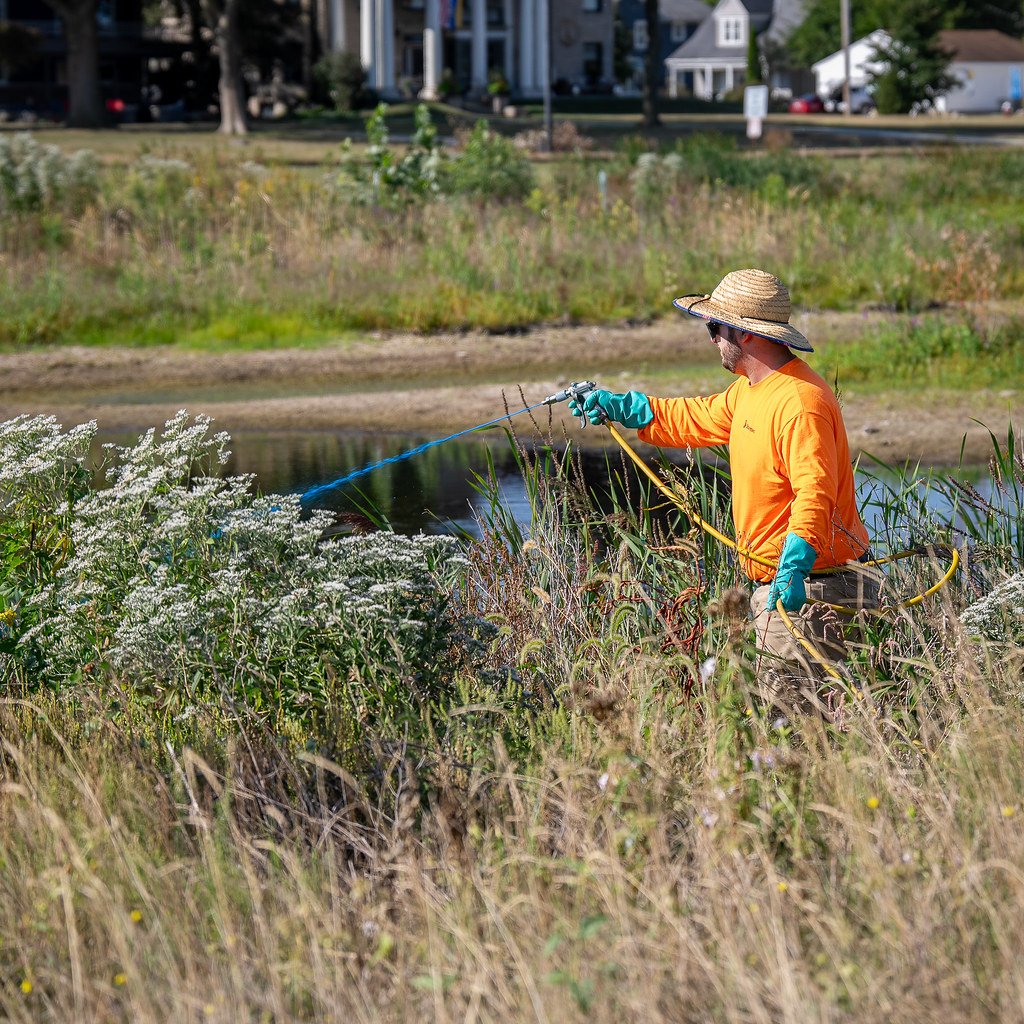 How Phragmites Spreads: Nature vs. Human Help (image credits: flickr)
