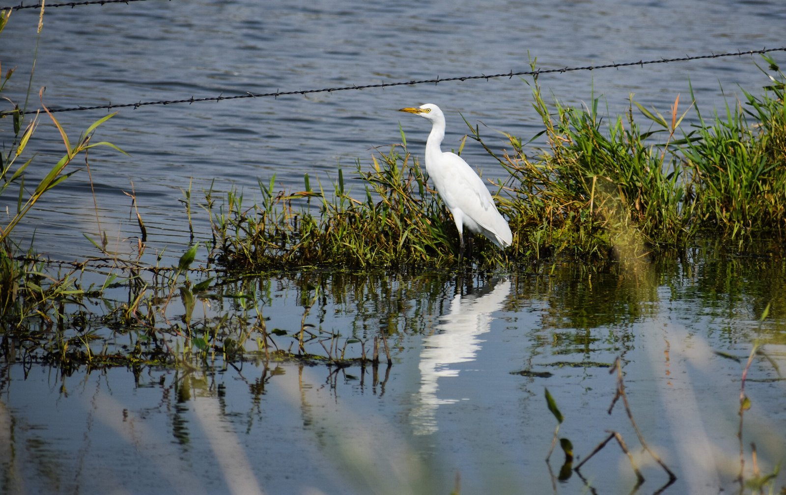 A Call to Protect Our Great Lakes Legacy (image credits: wikimedia)