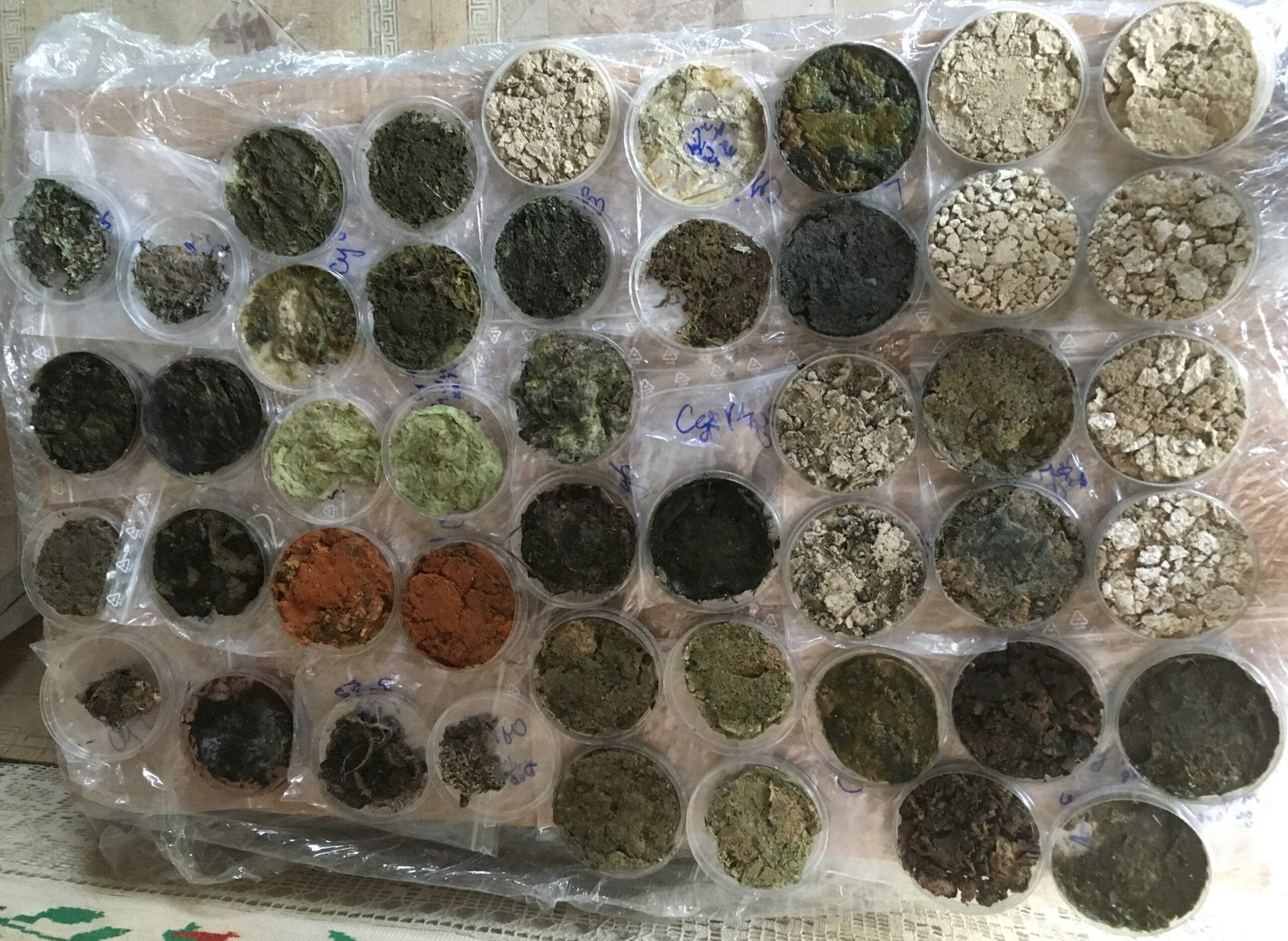 Colorful Clues: The Surprising Beauty of Microbial Mats (image credits: wikimedia)