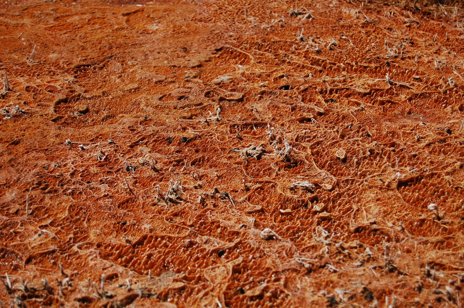 Biotechnology Boon: Extremophiles in Industry (image credits: wikimedia)