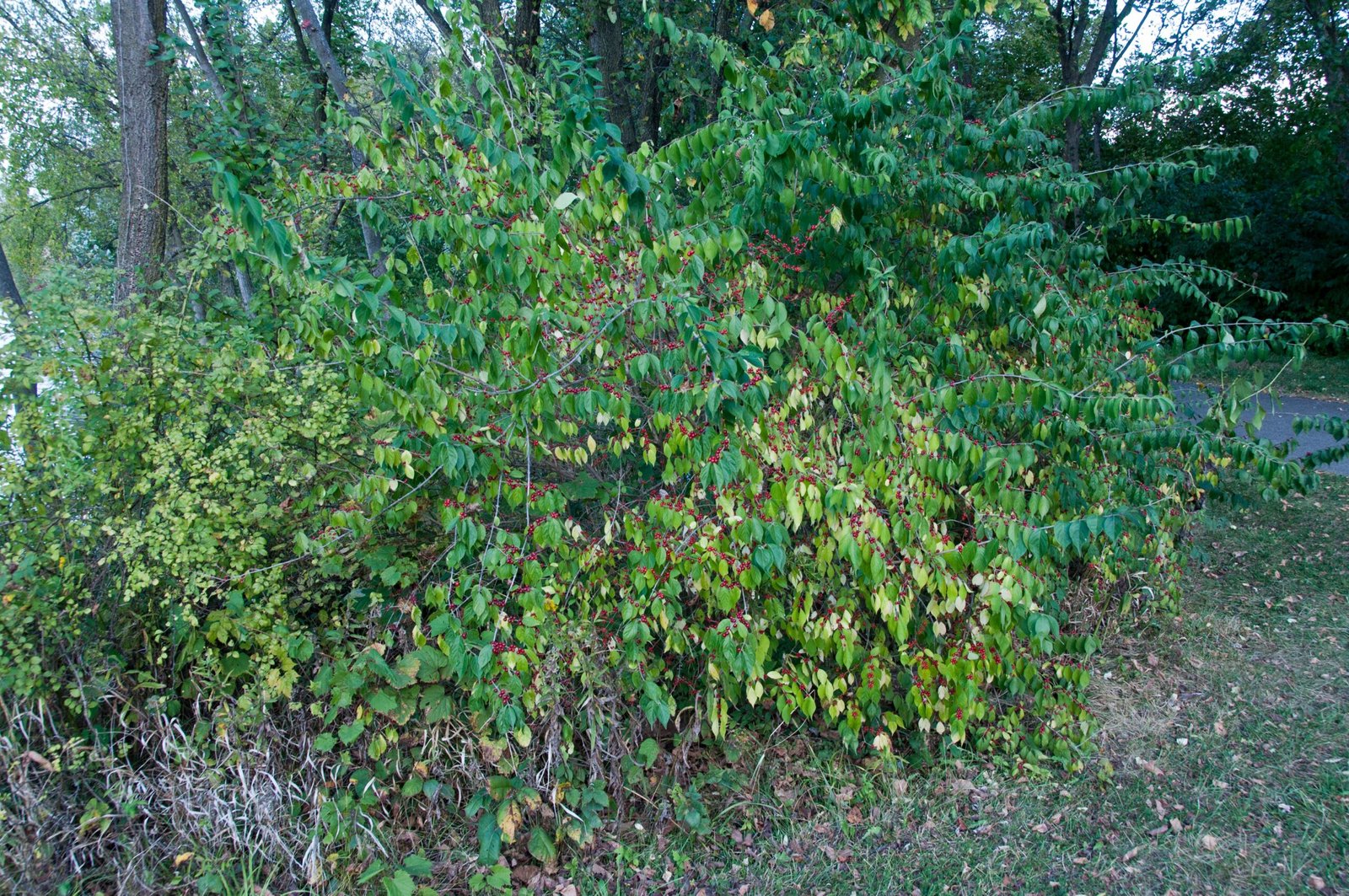 Understanding the Invasive Plant Problem (image credits: wikimedia)
