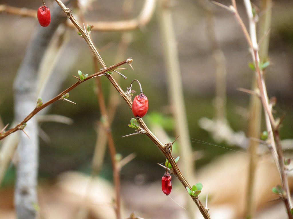 Japanese Barberry (Berberis thunbergii): Trouble Beneath the Thorns (image credits: flickr)
