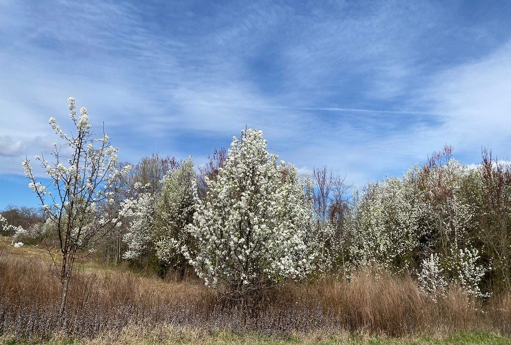 Bradford Pear (Pyrus calleryana): Beauty with a Bitter Legacy (image credits: flickr)