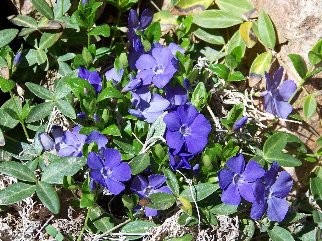 Periwinkle (Vinca minor): The Evergreen That Won’t Quit (image credits: flickr)