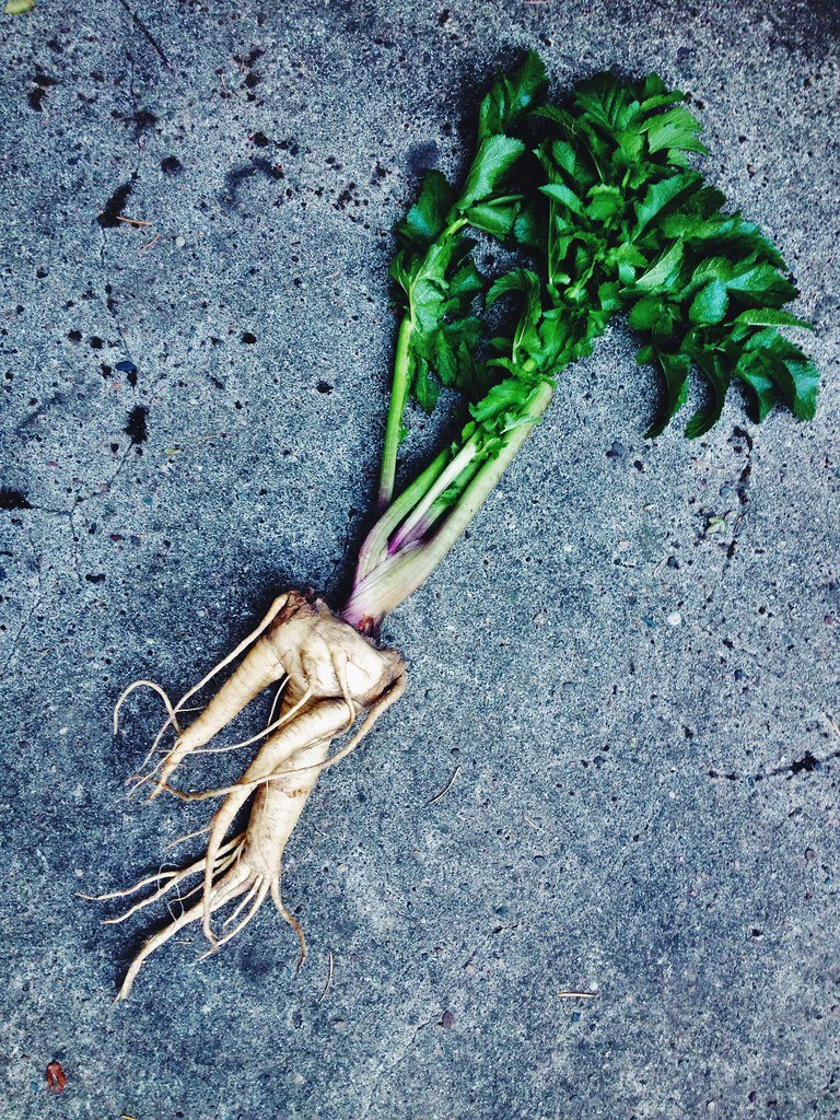 Medieval Medicine and the Decline of Mandrake Magic (image credits: flickr)