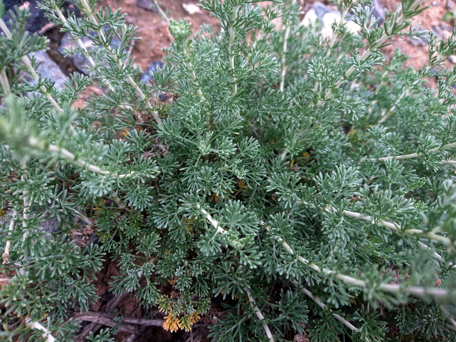 Mugwort: The Mother of All Herbs (image credits: wikimedia)