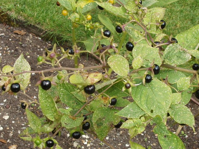 Belladonna's Dark History as Poison (image credits: wikimedia)