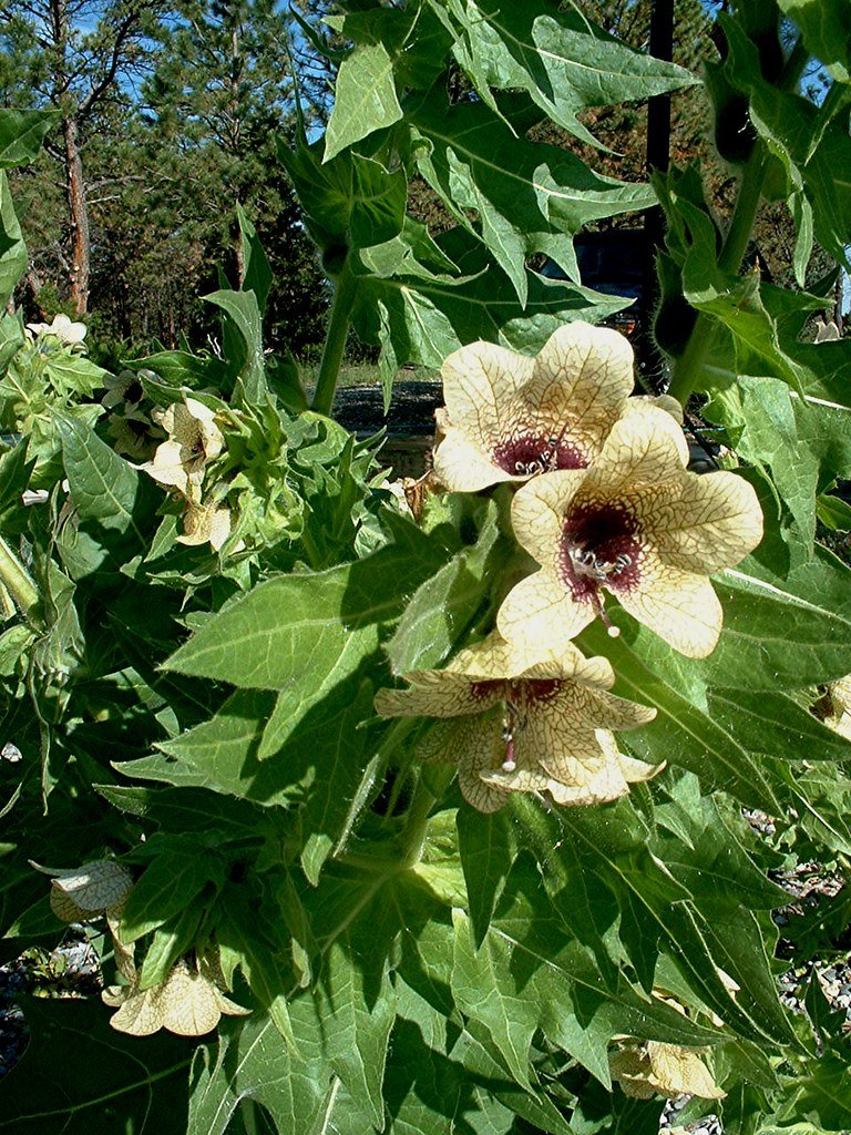 Henbane: The Devil's Eye (image credits: flickr)