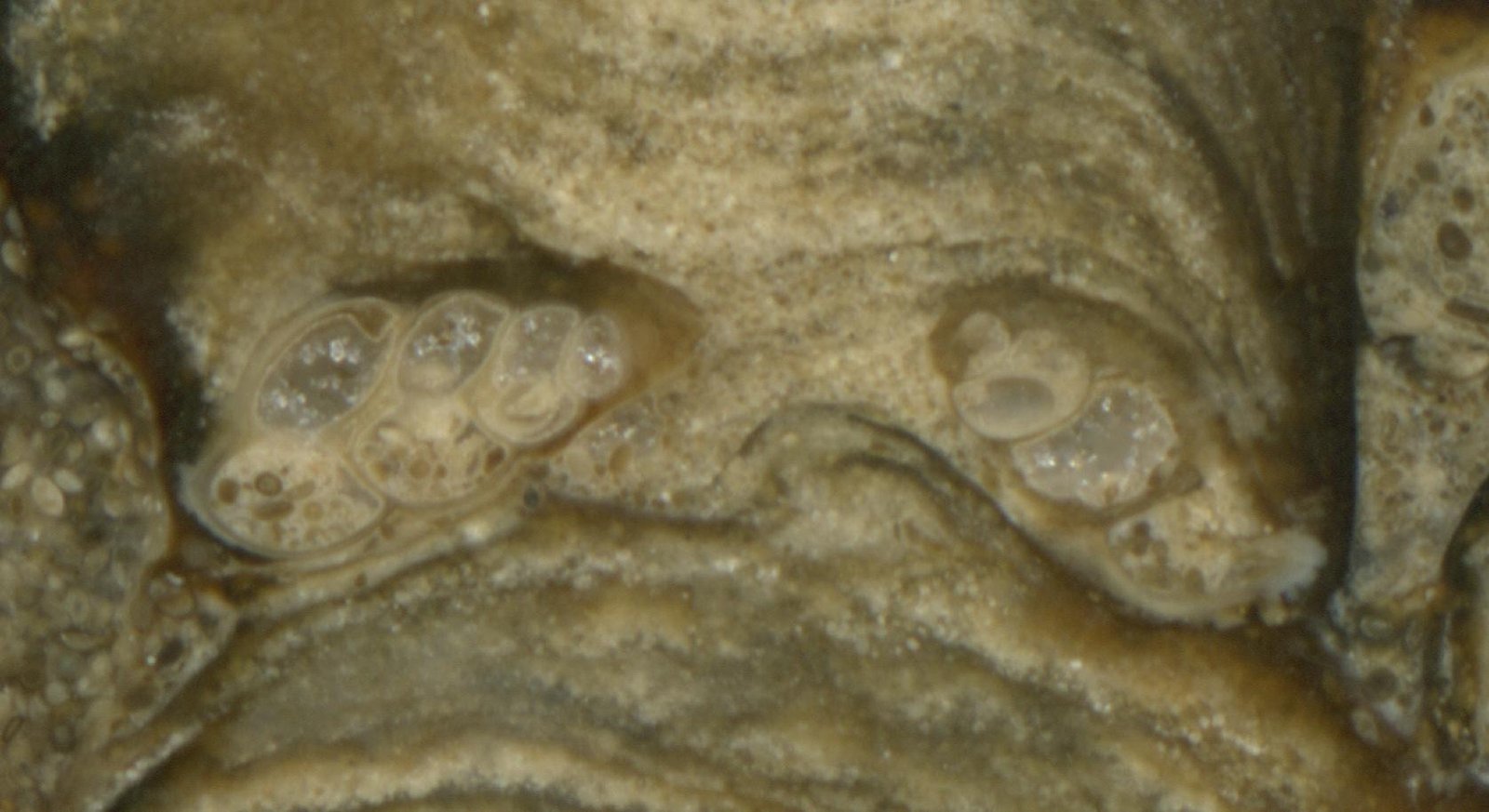 Scientific Sleuths: Uncovering the Secrets of Ancient Lakes (image credits: wikimedia)